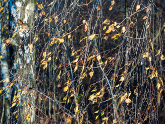 Similar image 21166509