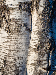 Similar image 21166511