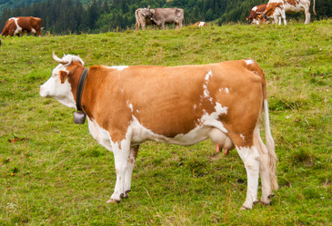 Similar image 21166512