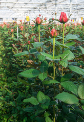 Similar image 21163211