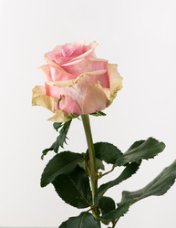 Similar image 21162763