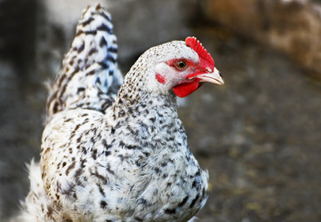 Similar image 21147481