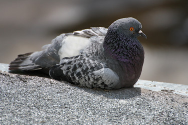 Similar image 21147489