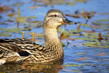 Similar image 21148287