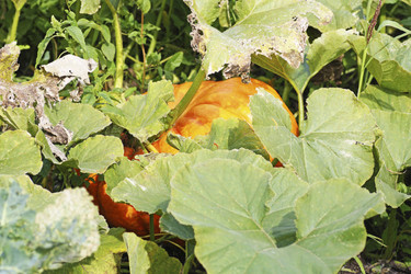 Similar image 21148321