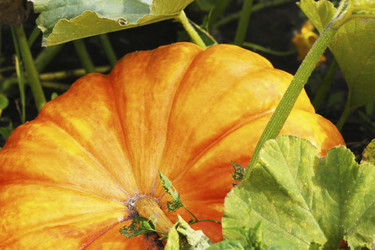 Similar image 21148347