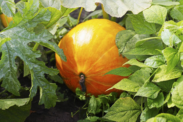 Similar image 21148767