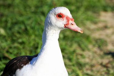 Similar image 21147503