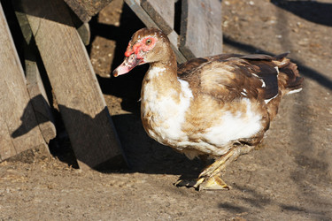 Similar image 21147511