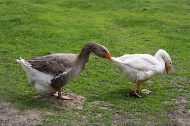 Similar image 21147513