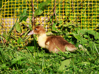 Similar image 21147516