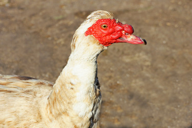 Similar image 21147518