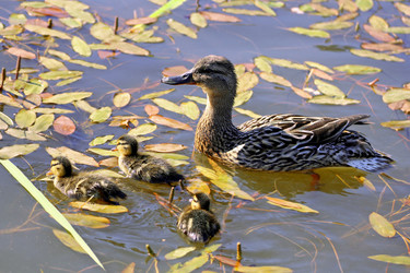 Similar image 21147533