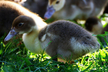 Similar image 21147535