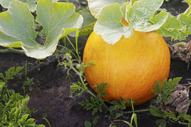 Similar image 21148374