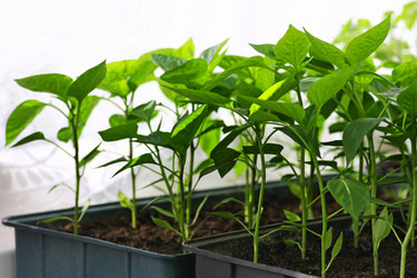 Similar image 21147559