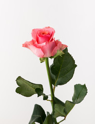 Similar image 21152342