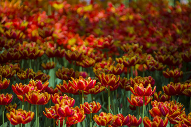 Similar image 21145161