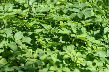 Similar image 21137153