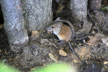 Similar image 21139104