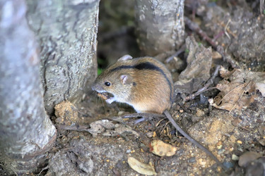 Similar image 21139105