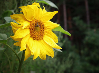 Similar image 21137201