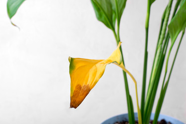 Similar image 21135936