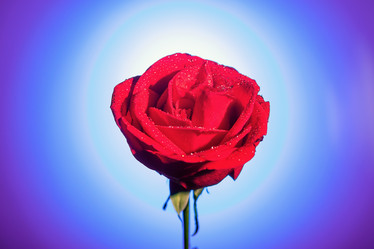 Similar image 21133840