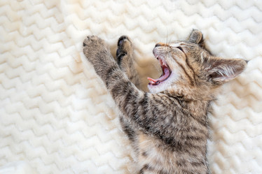 Similar image 21133857