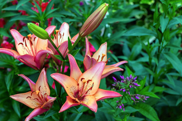 Similar image 21134550