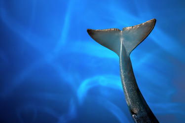 Similar image 21133950