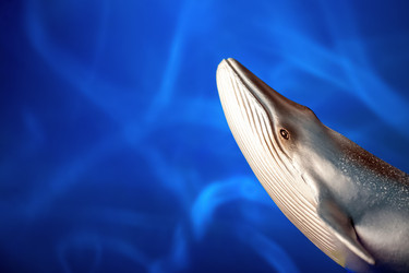 Similar image 21133964