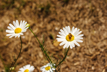 Similar image 21139194