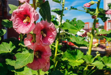 Similar image 21139208