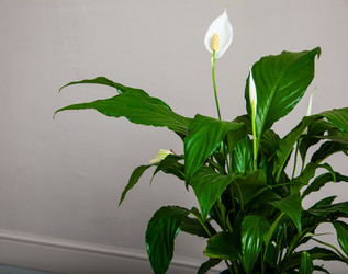 Similar image 21136000