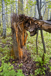 Similar image 21142819