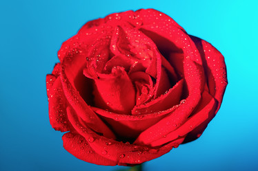 Similar image 21136387