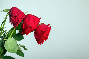 Similar image 21136396