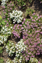 Similar image 21137095