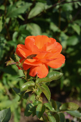 Similar image 21136033