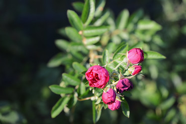 Similar image 21139456