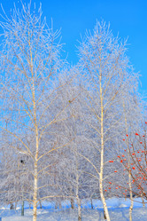 Similar image 21135435