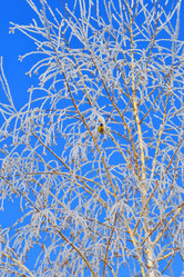 Similar image 21135447