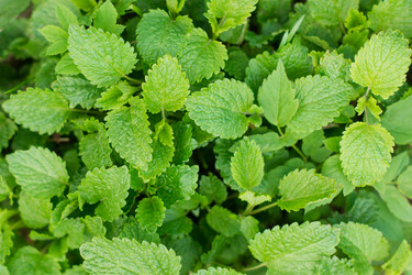 Similar image 21161355