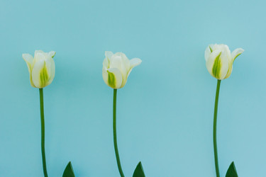 Similar image 21161551