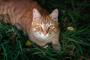 Similar image 21135946