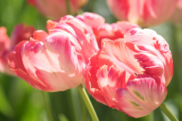 Similar image 21166420