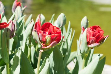 Similar image 21166426