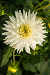 Similar image 21161429