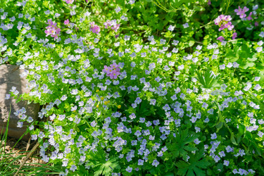 Similar image 21164624